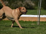 Dog education with fun!