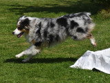 Dog education with fun!
