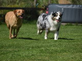 Dog education with fun!