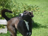 Dog education with fun!