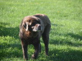 Dog education with fun!