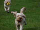 Dog education with fun!