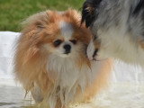 Dog education with fun!