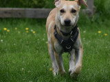 Dog education with fun!