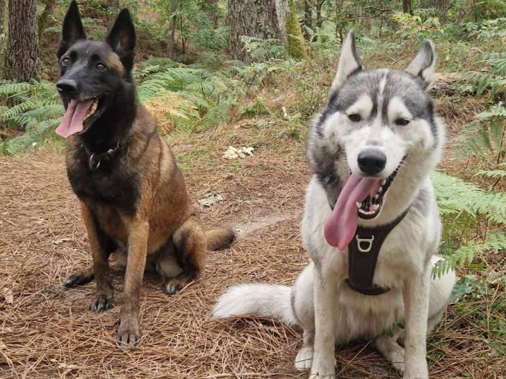 L'Équilibre Canin 23