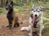 L'Équilibre Canin 23