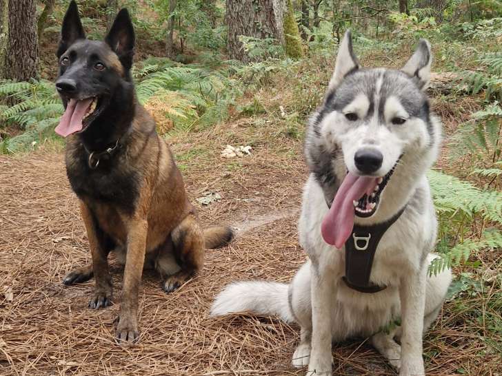 L'Équilibre Canin 23