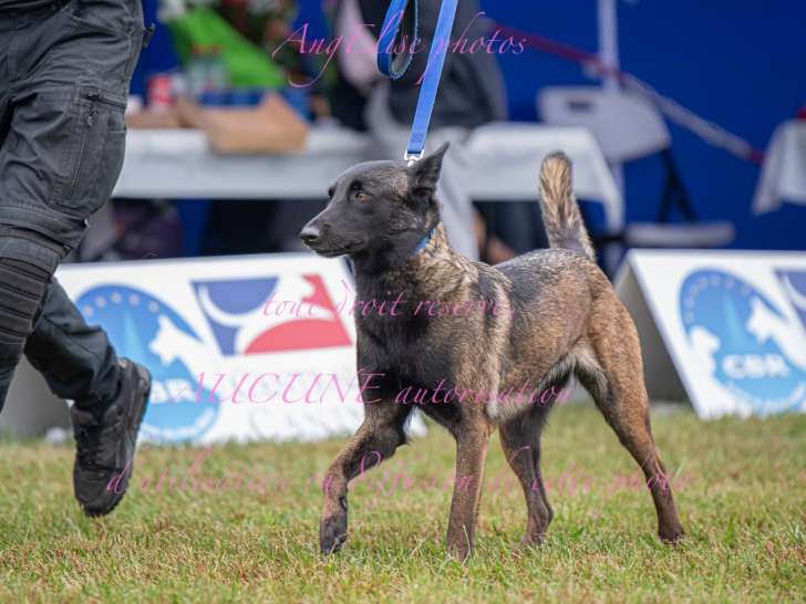 Plix l'École du Chien