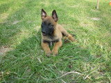Doug Education