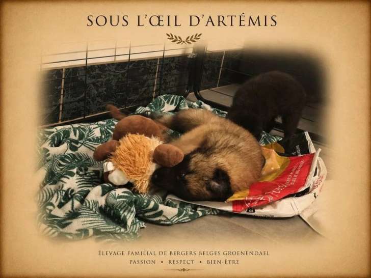 Sous l'Oeil d'Artémis