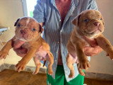 2 petite femelle disponible