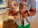 Chiots American Bully