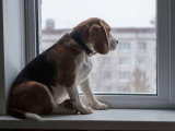 À Travers Ton Regard