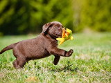 Dreamdog