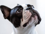 Dreamdog