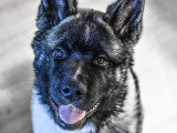 Dreamdog