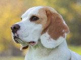 Dreamdog