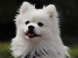Dreamdog