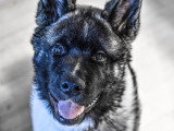 Dreamdog