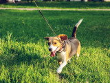 Dreamdog
