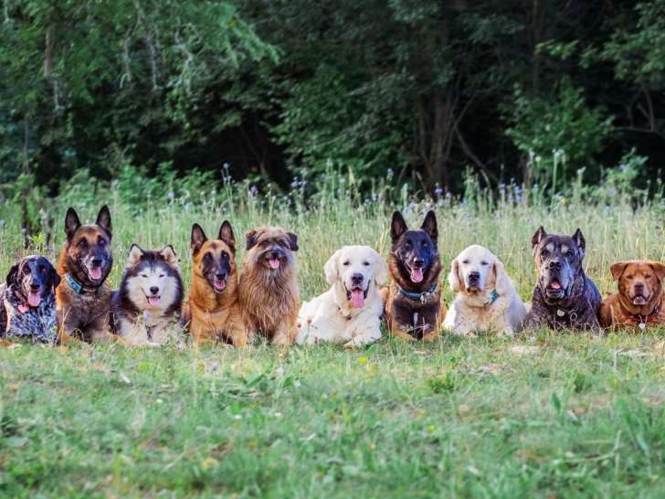 Dreamdog