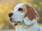 Dreamdog