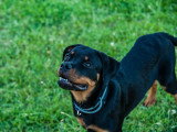Dreamdog