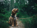 Dreamdog