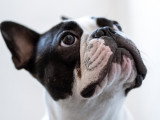 Dreamdog