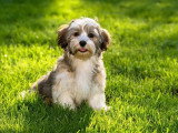 Dreamdog