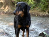 Absolument Animal 