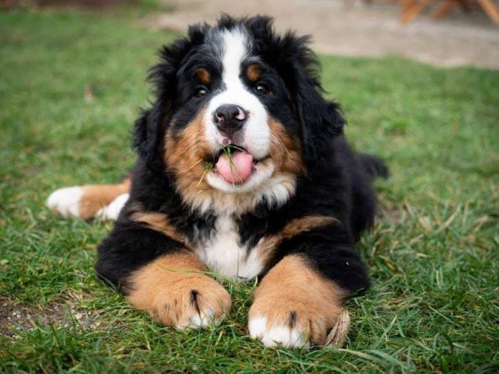 Absolument Animal