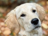 Absolument Animal