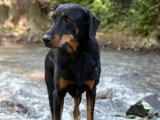 Absolument Animal