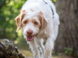 Dog's World