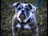 Dog's World