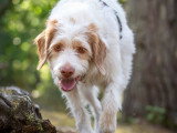 Dog's World