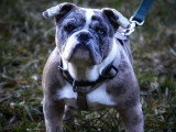 Dog's World