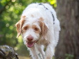 Dog's World
