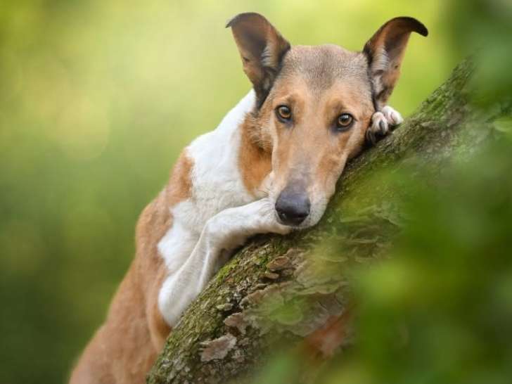 Cani-emotion