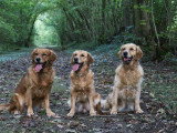 RespectDogs Rouen