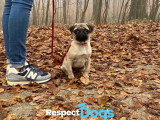 RespectDogs Rouen