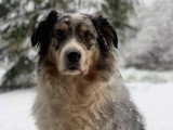 RespectDogs Rouen