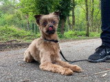 RespectDogs Rouen