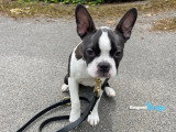 RespectDogs Rouen