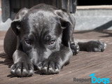 RespectDogs Rouen