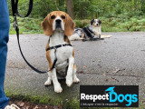 RespectDogs Rouen