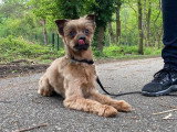 RespectDogs Rouen