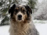 RespectDogs Rouen