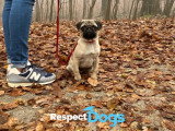 RespectDogs Rouen